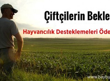 Hayvancılık Desteklemeleri Ödeniyor