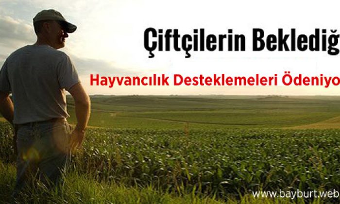 Hayvancılık Desteklemeleri Ödeniyor