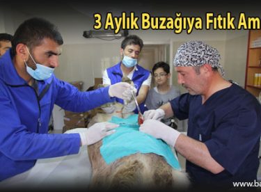 3 Aylık Buzağıya Fıtık Ameliyatı