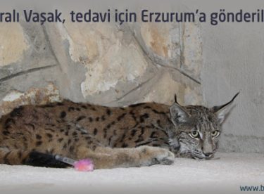 Yaralı Vaşak, tedavi için Erzurum’a gönderildi
