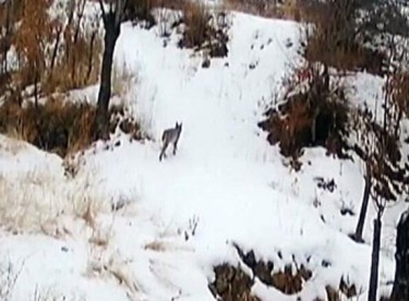 Aç kalan vaşaklar tilki avladı