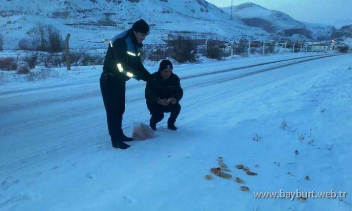 Sokak hayvanları için yiyecek bırakıldı