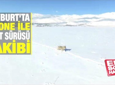 Bayburt’ta drone ile kurt sürüsü takibi
