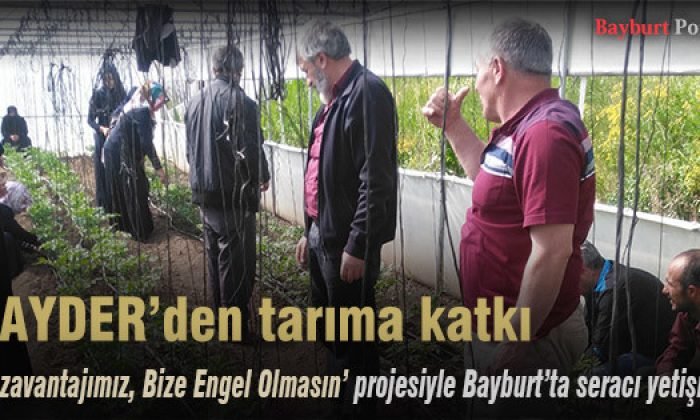 BAYDER, Bayburt’ta seracı yetiştiriyor