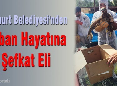 Bayburt Belediyesi’nden Yaban Hayatına Şefkat Eli