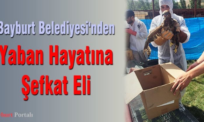 Bayburt Belediyesi’nden Yaban Hayatına Şefkat Eli