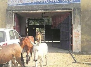 Hindistan’da hapisteki eşekler serbest bırakıldı