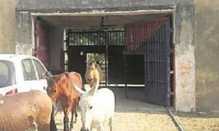 Hindistan’da hapisteki eşekler serbest bırakıldı