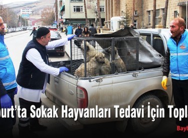 Bayburt’ta Sokak Hayvanları Tedavi İçin Toplanıyor