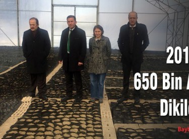 2018’de 650 Bin Ağaç Dikilecek