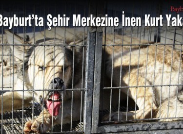 Bayburt şehir merkezine inen kurt yakalandı