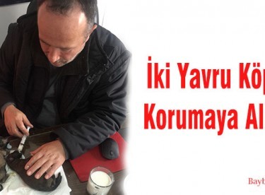 İki Yavru Köpek Korumaya Alındı