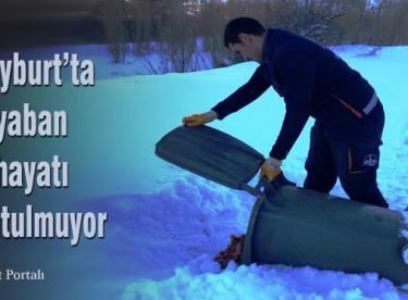 Yaban hayatı unutulmuyor