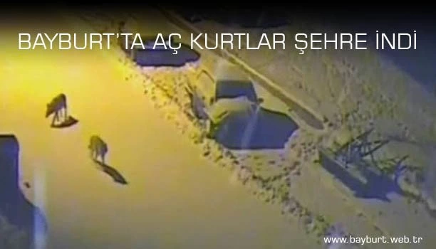Aç kalan kurtlar şehir merkezine indi