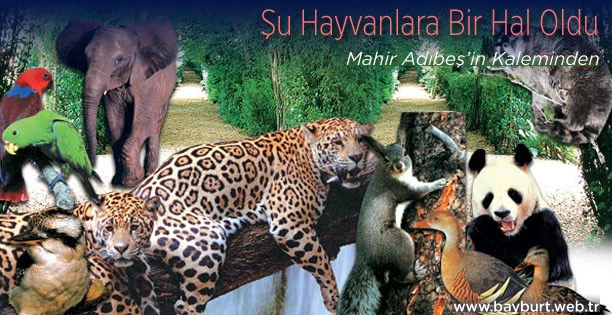 Şu Hayvanlara Bir Hal Oldu