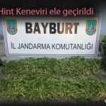 kenevir – Bayburt Portalı