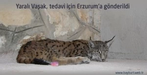 Yaralı Vaşak, tedavi için Erzurum'a gönderildi