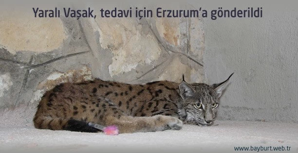 Yaralı Vaşak, tedavi için Erzurum’a gönderildi
