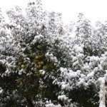 Bayburt merkeze yılın ilk karı yağdı 6 – Bayburt Portalı