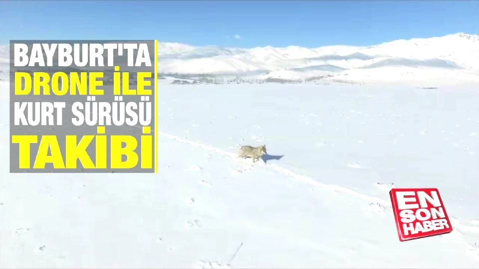 Bayburt’ta drone ile kurt sürüsü takibi