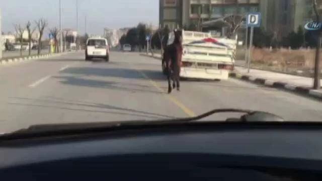 Kamyonetin arkasına bağlanan ata eziyet kamerada