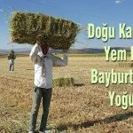 Bayburtta Hasat Yogunlugu – Bayburt Portalı