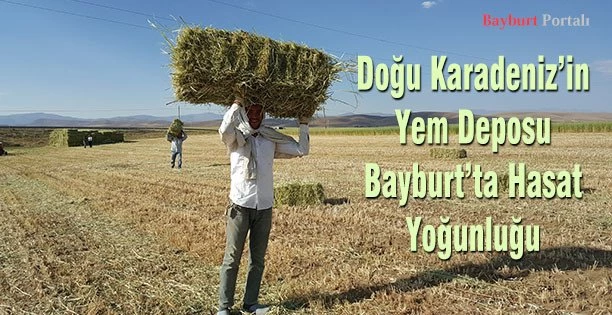 Bayburt’ta Hasat Yoğunluğu