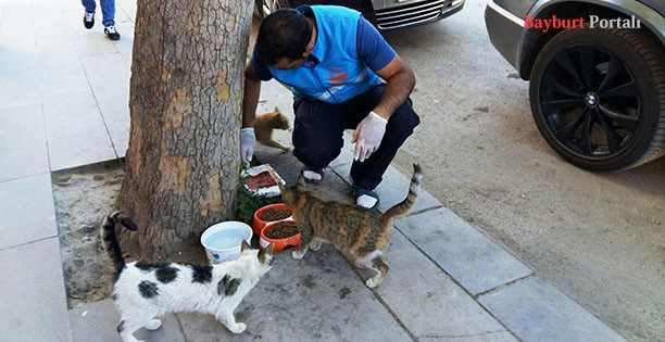 Sokak Hayvanları ve Yaban Hayatı için yiyecek