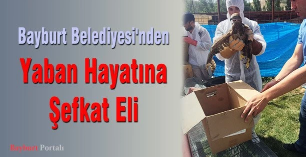 Bayburt Belediyesi’nden Yaban Hayatına Şefkat Eli