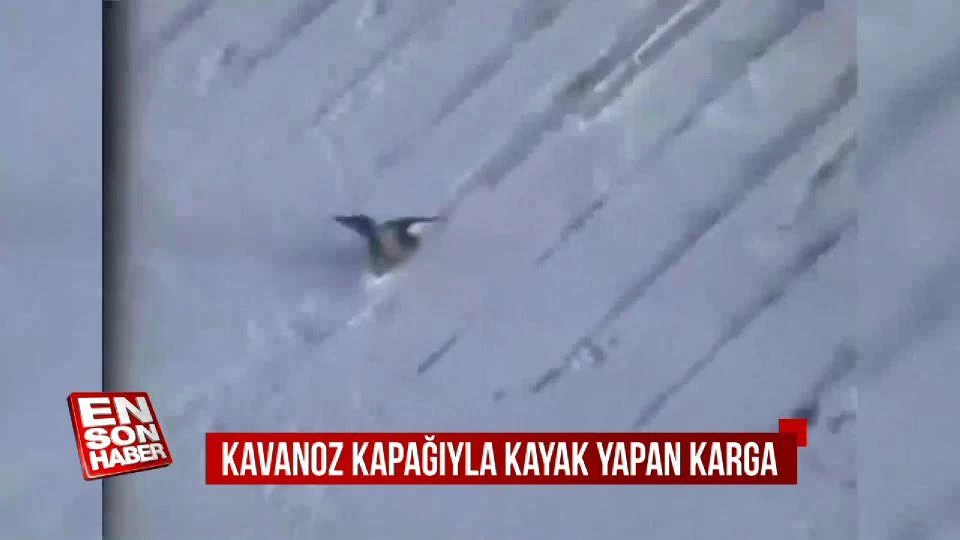Kavanoz kapağıyla kayak yapan karga
