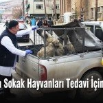 Bayburtta Sokak Hayvanlari Tedavi icin Toplaniyor – Bayburt Portalı