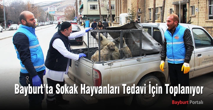 Bayburt’ta Sokak Hayvanları Tedavi İçin Toplanıyor