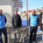 Bayburt sehir Merkezine inen Kurt Yakalandi 1 – Bayburt Portalı