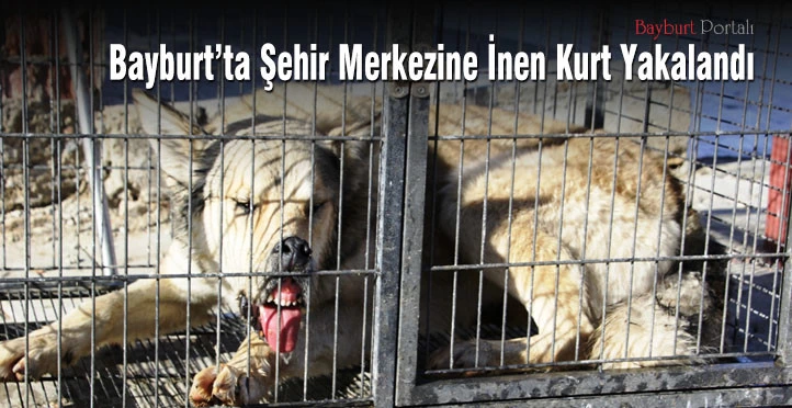 Bayburt şehir merkezine inen kurt yakalandı