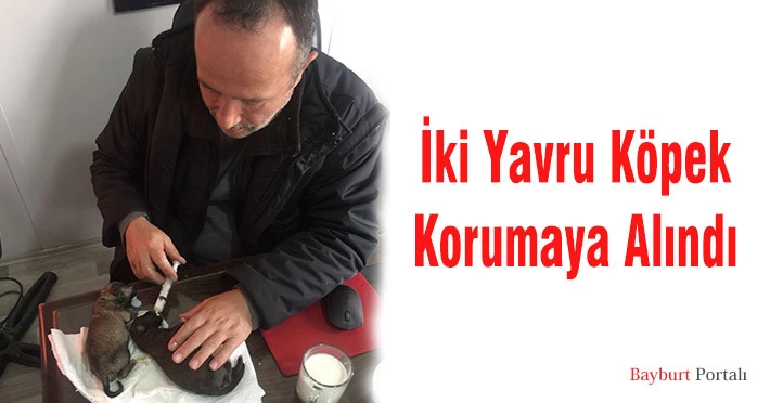 İki Yavru Köpek Korumaya Alındı