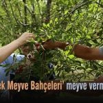 ornek Meyve Bahceleri meyve vermeye basladi – Bayburt Portalı – Bayburt Haberleri, Son Dakika Bayburt Web Haber Sitesi