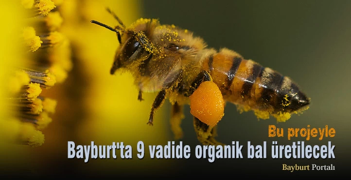 Bayburt’ta 9 vadide organik bal üretilecek