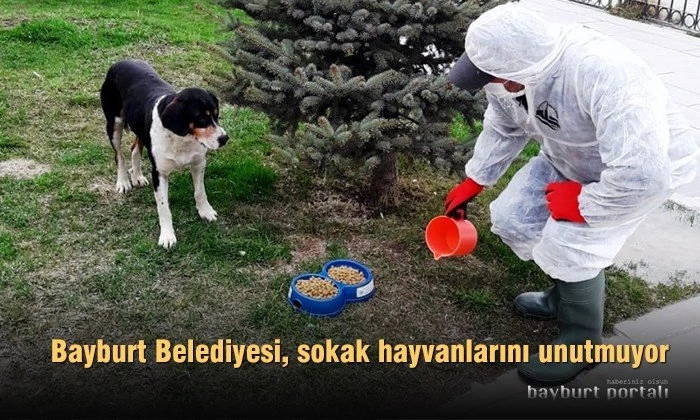 Bayburt Belediyesi, sokak hayvanlarını unutmuyor
