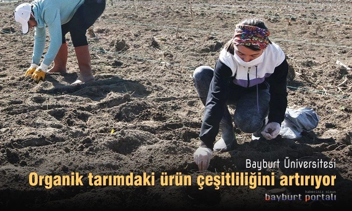Bayburt Üniversitesi, organik tarımdaki ürün çeşitliliğini artırıyor