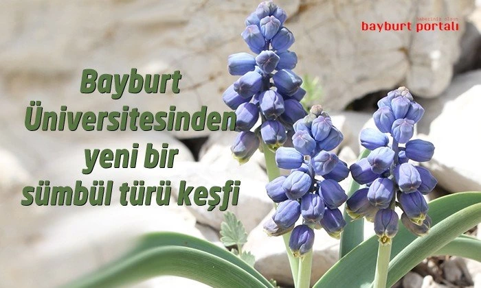 Bayburt Üniversitesinden yeni bir sümbül türü keşfi