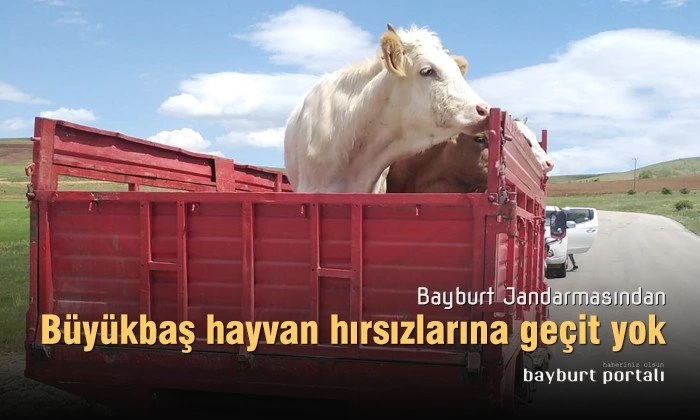 Bayburt’ta büyükbaş hayvan hırsızlarına geçit yok
