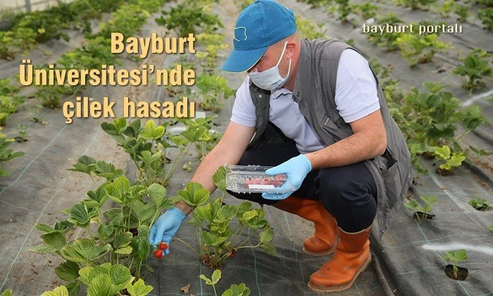 Bayburt Üniversitesinde çilek hasadı