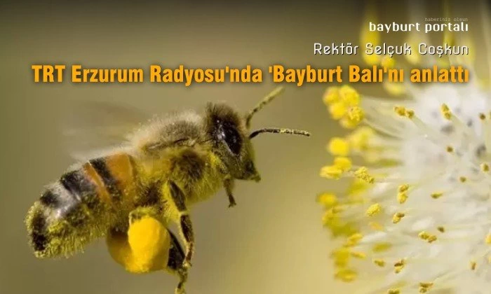 Rektör Coşkun, TRT Erzurum Radyosu’nda ‘Bayburt Balı’nı anlattı