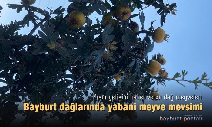Bayburt dağlarında yabani meyve mevsimi