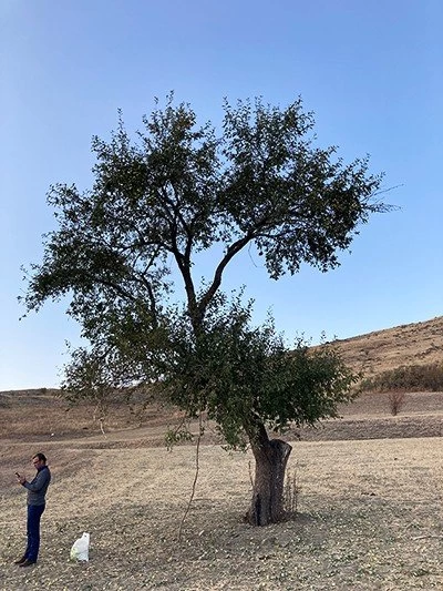 Dag tas alic elma armut kayniyor 2 – Bayburt Portalı