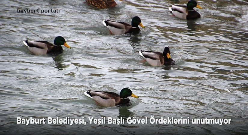 Bayburt Belediyesi, Yeşil Başlı Gövel Ördeklerini yemliyor