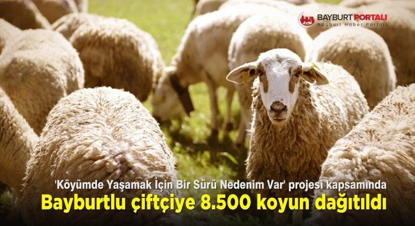 Bayburtlu çiftçiye 8 bin 5 yüz koyun dağıtıldı