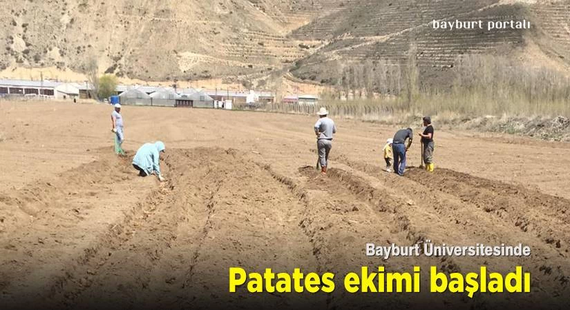 Bayburt Üniversitesinde patates ekimi başladı