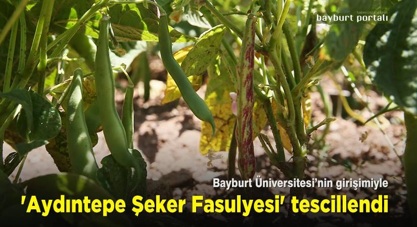 ‘Aydıntepe Şeker Fasulyesi’ tescillendi