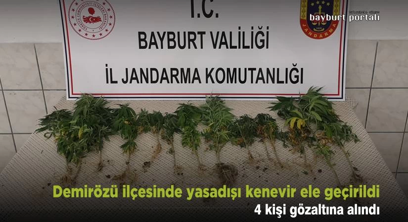 Demirözü ilçesinde yasadışı kenevir ele geçirildi